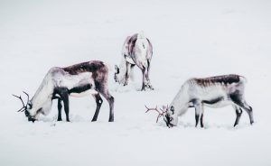 Iceland reindeers
